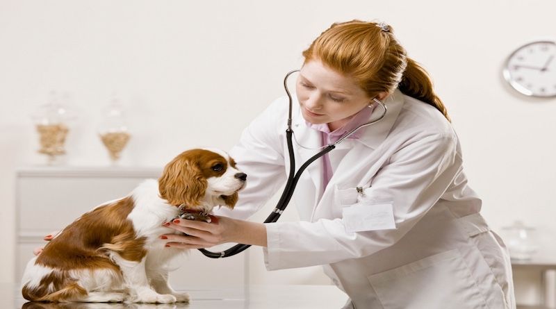 Việc làm thú y tại tphcm - Cơ hội nghề nghiệp hấp dẫn trong ngành y tế thú y