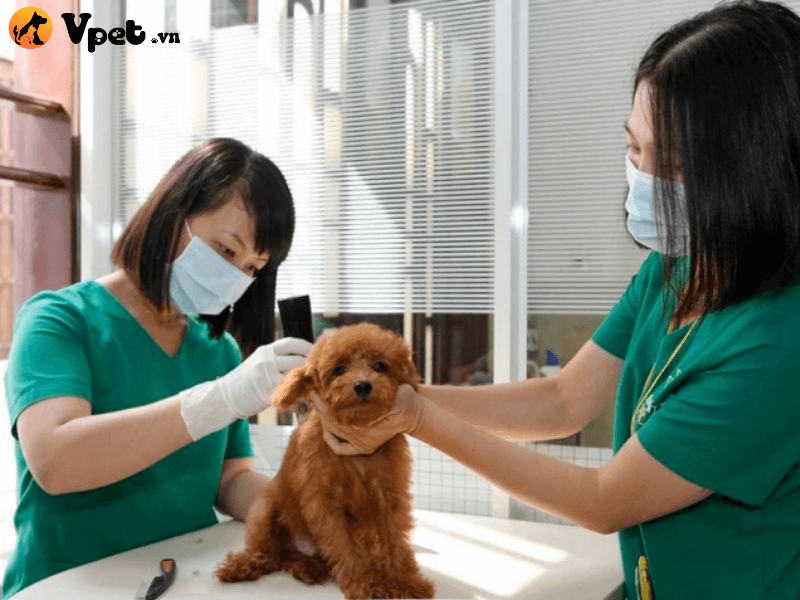Những cách điều trị viêm da cơ địa dị ứng ở chó