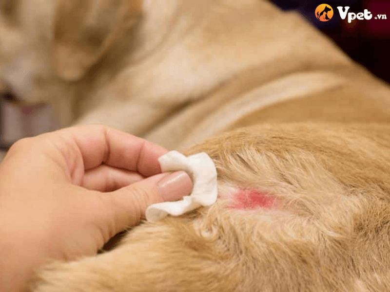 Triệu chứng viêm da cơ địa dị ứng ở chó
