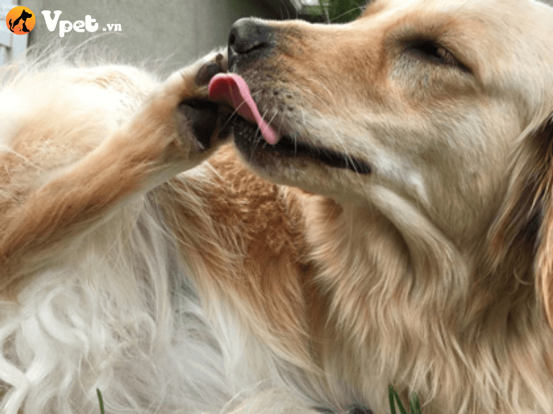 Những triệu chứng của bệnh viêm da do liếm ở chó