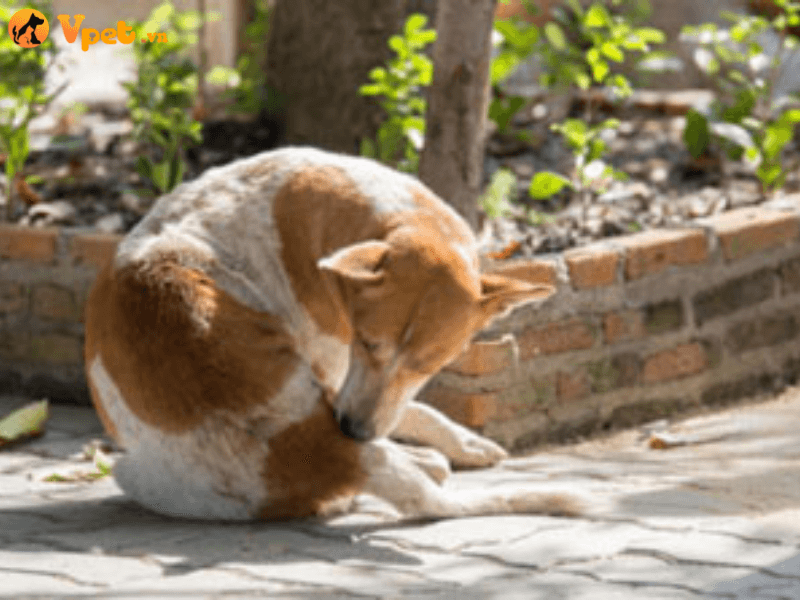 Nguyên nhân gây nên bệnh viêm da