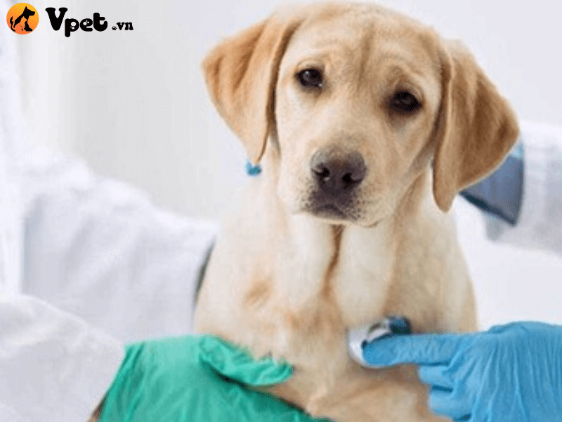 Cách chăm sóc khi chó bị viêm da do liếm