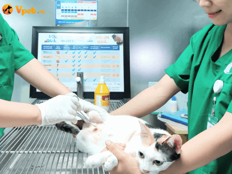 Điều trị viêm màng ngoài tim cho mèo