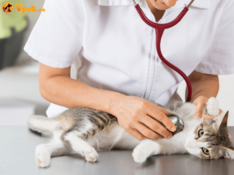 Chăm sóc mèo bị viêm màng tim tại nhà