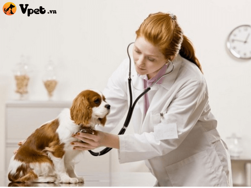 Điều trị của bệnh viêm phế quản ở chó