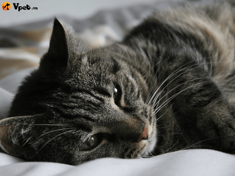 Viêm mô mỡ ở mèo là gì?