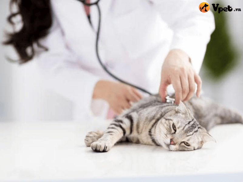 Điều trị phổi nhiễm khuẩn do nấm ở mèo
