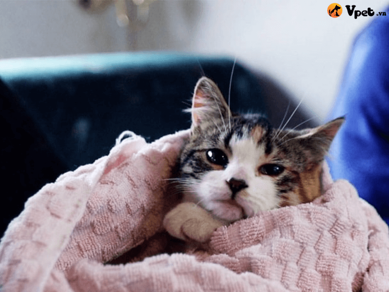 Viêm phổi do nấm ở mèo là gì?