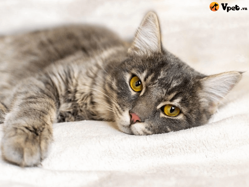 Nguyên nhân dẫn đến viêm phổi do nấm ở mèo