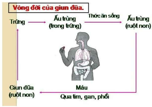 Tìm hiểu vòng đời của giun đũa - Knowledge Hub