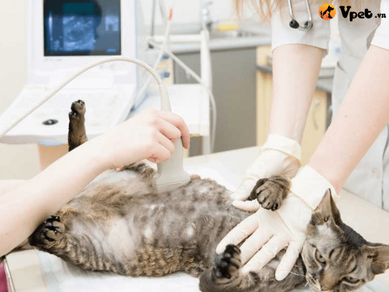Điều trị xuất huyết tiền phòng nội nhãn cho mèo