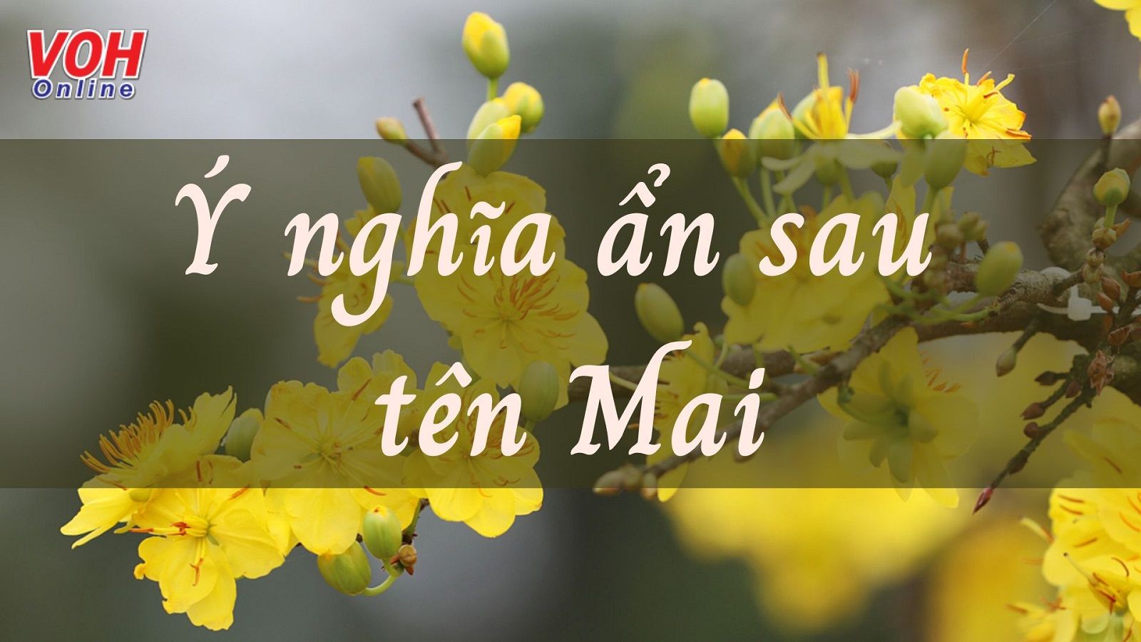 Tìm hiểu ý nghĩa tên Mai đầy đủ và chi tiết